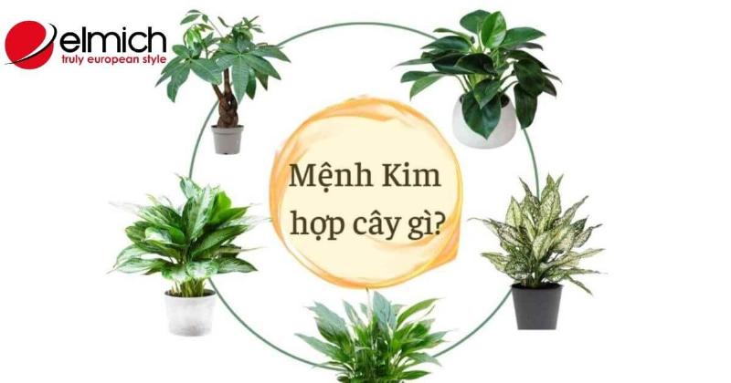 Dat cay trau ba de vuong do tren ban lam viec thu hut vinh hoa phu quy